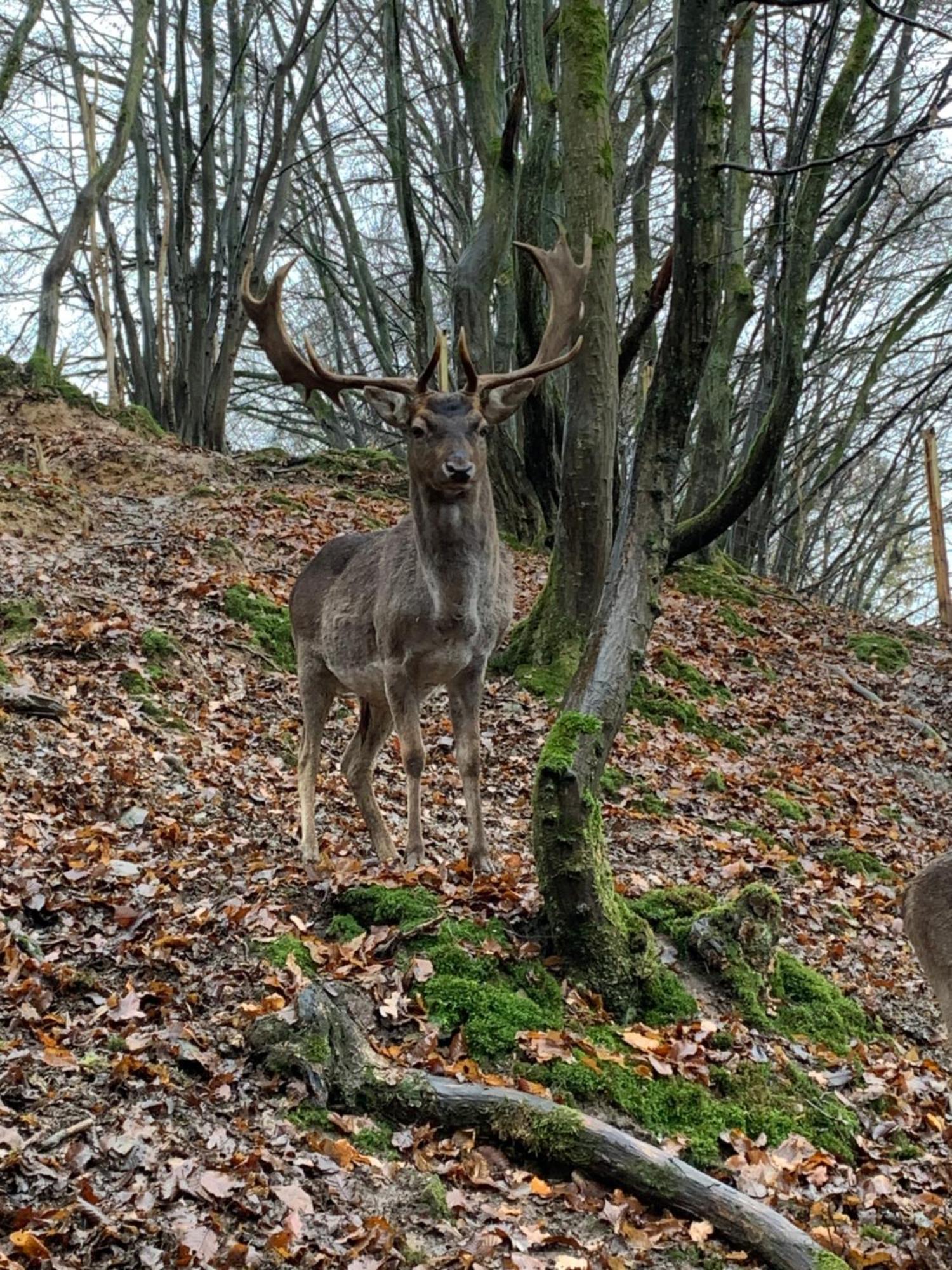 Domiziel Fuer 1 Bis 4 Personen Im Gruenen * Hamm (Sieg)